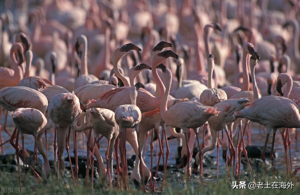 肯尼亚长颈鹿公园旅游_肯尼亚试管婴儿_肯尼亚内罗毕旅游攻略